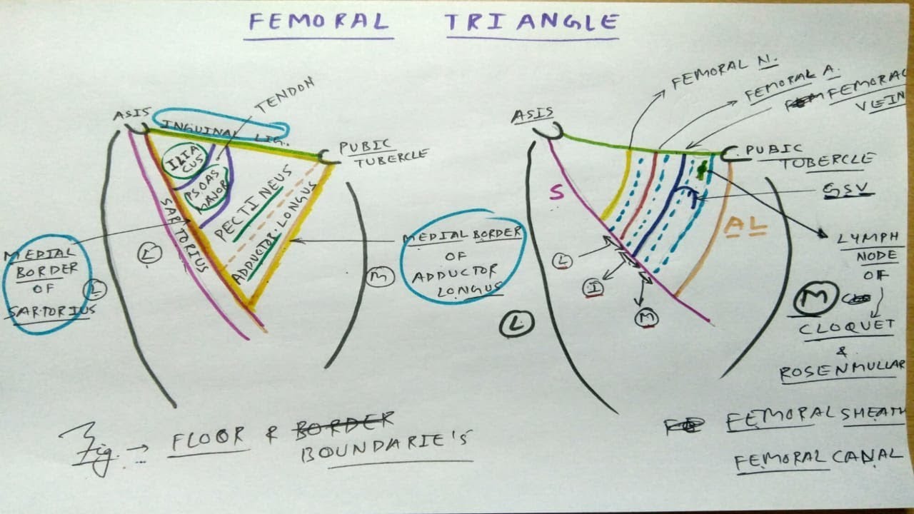 Femoral Triangle Anatomy, Part 1 | Diagram, Boundaries, Content, Femoral Sheath