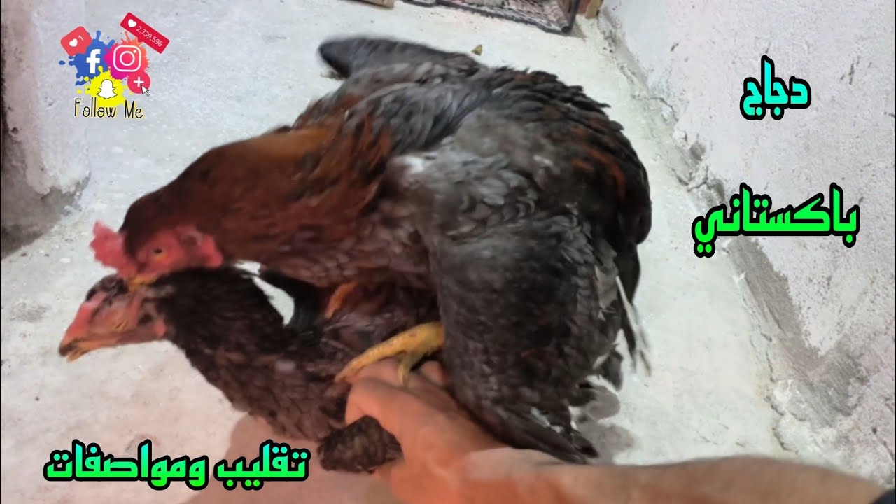 مميزات وعيوب الفراخ 🐔 الهندي الباكستاني ومواصفاتها الاصليه 🐔💯💪