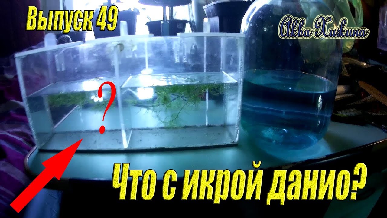 Что с икрой данио? Нужен ваш совет (Аква Хижина, выпуск 49)