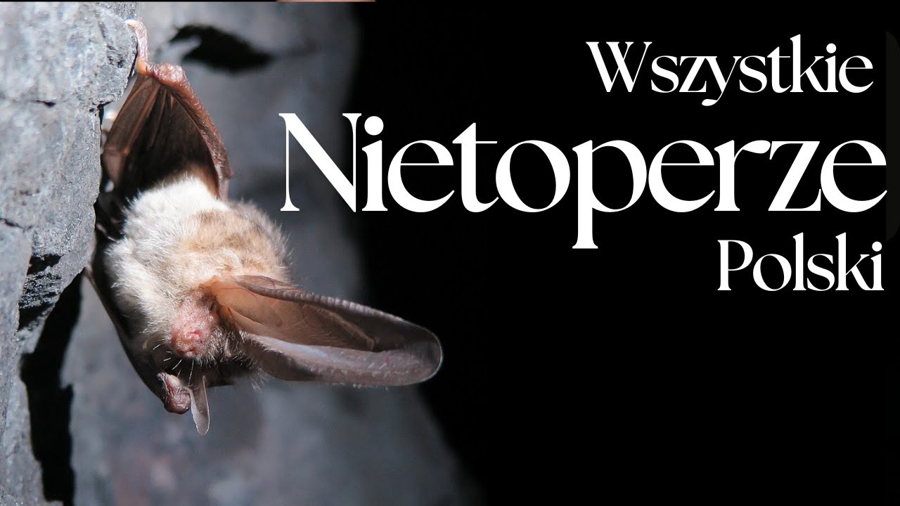 Wszystkie Nietoperze Polski - Prezentacja gatunk&oacute;w | Podcast o Zwierzętach nr 5 (film przeniesiony)