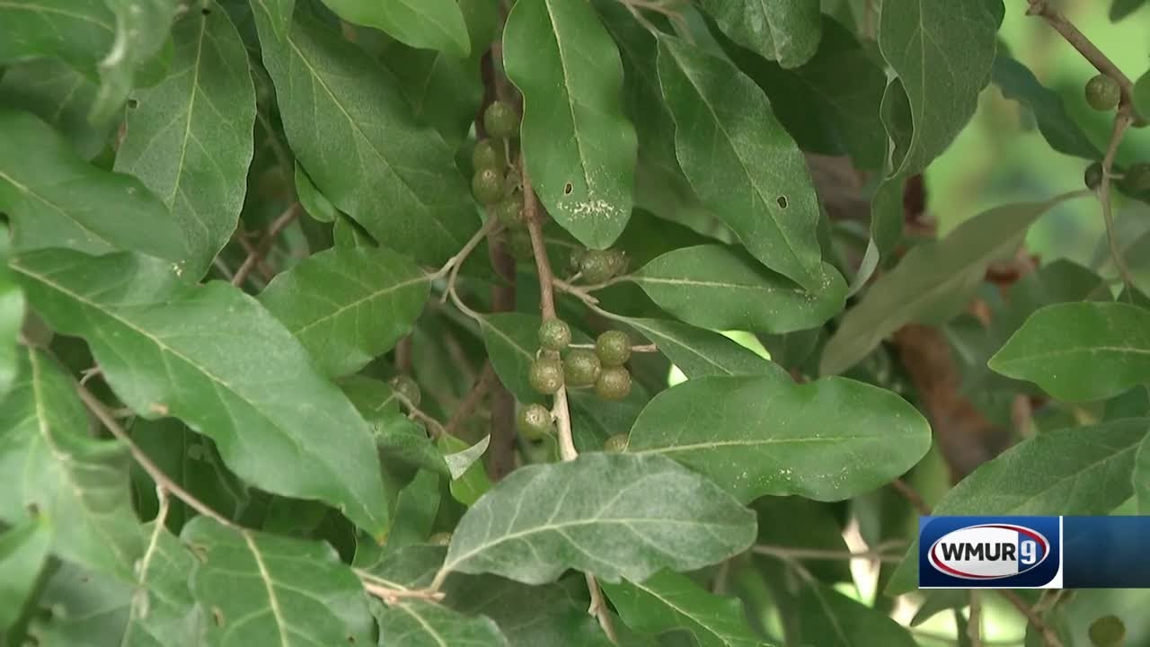 Grow it Green: Getting rid of autumn olive