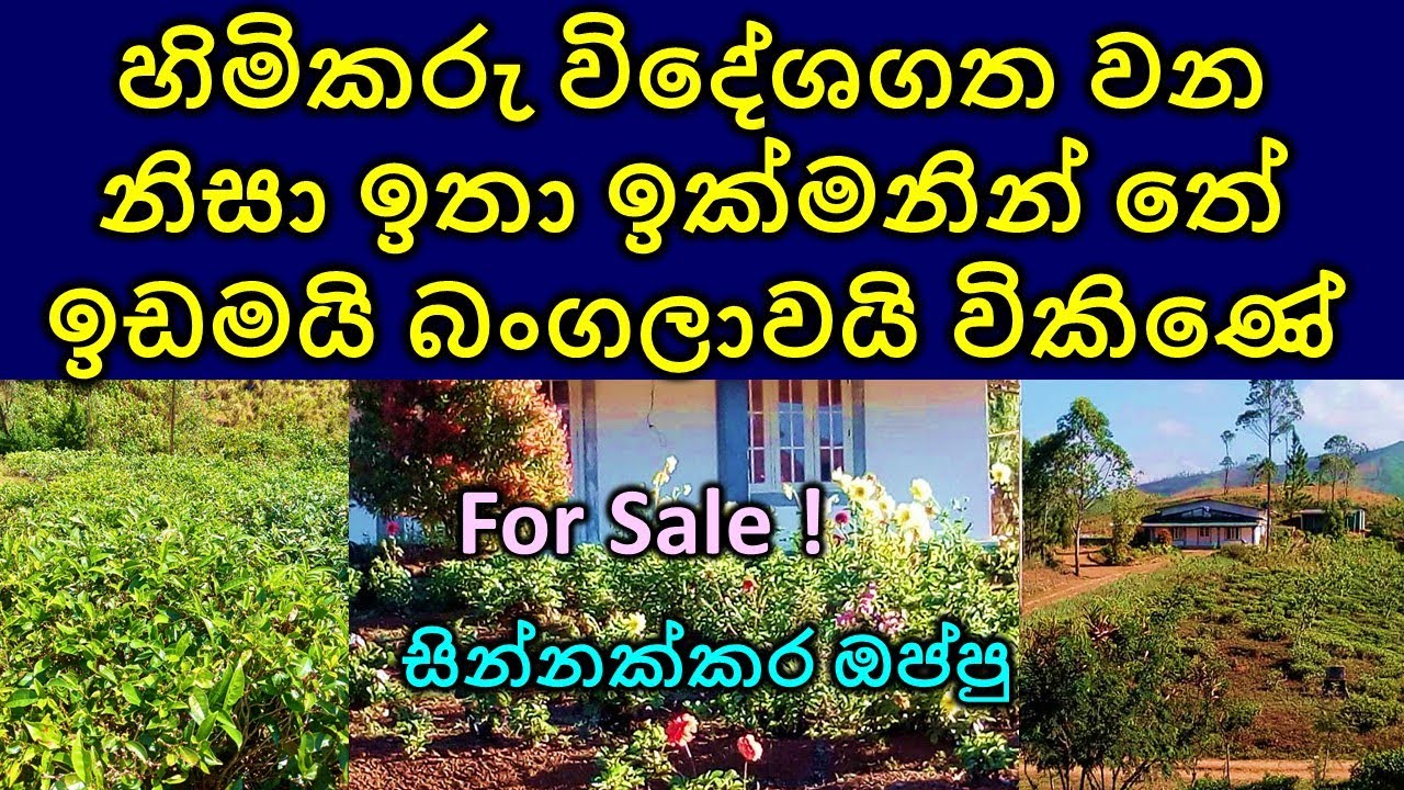 Tea Land and House for sale | Real Estate for sale | Economic growth | Inflation | Grammerly | Canva