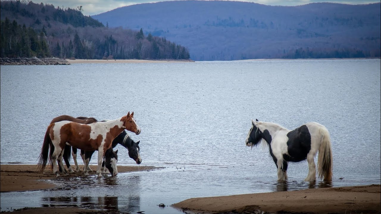 Voyage a cheval, expédition en autonomie…
