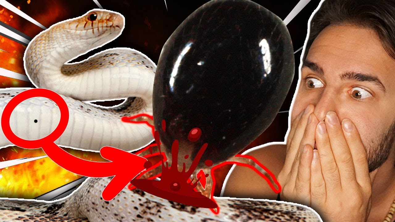 Il Tuo Serpente ha gli ACARI?