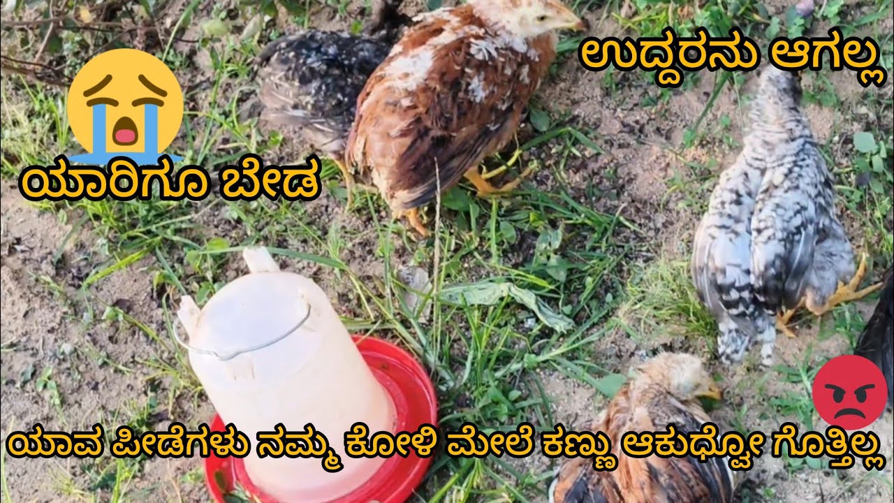Namma natikoligala mele yava papigala kannu bitto..