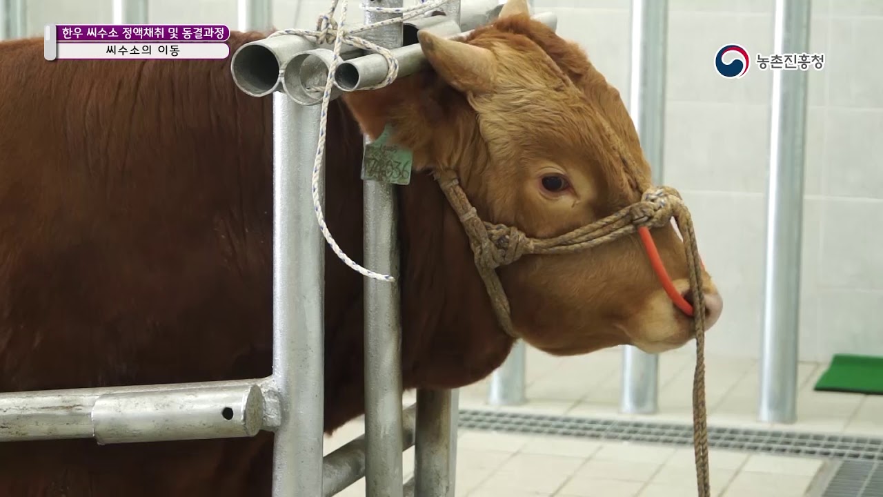 한우 씨수소 정액채취 및 동결과정 - 2. 씨수소 정액 채취 과정