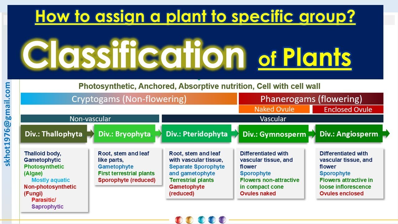 General Classification of plants: Thallophyta, Bryophyta, Pteridophyta, Gymnosperms, & Angiosperms