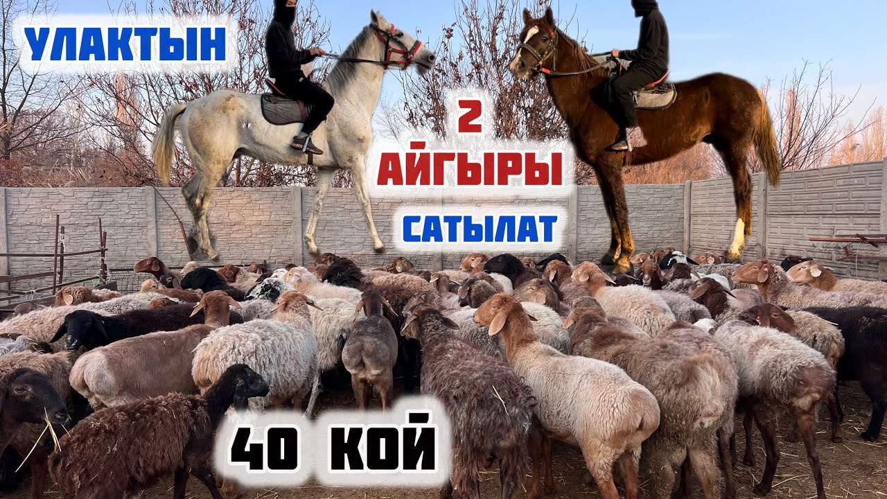 Улака чабылган 2 АЙГЫР жанан 40 ТОКТУ сатылат