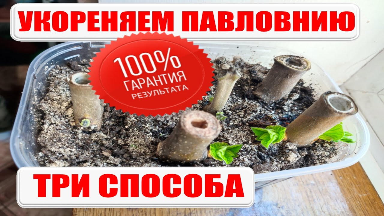 Укореняем черенки павловнии или как размножить павловнию. paulownia tree