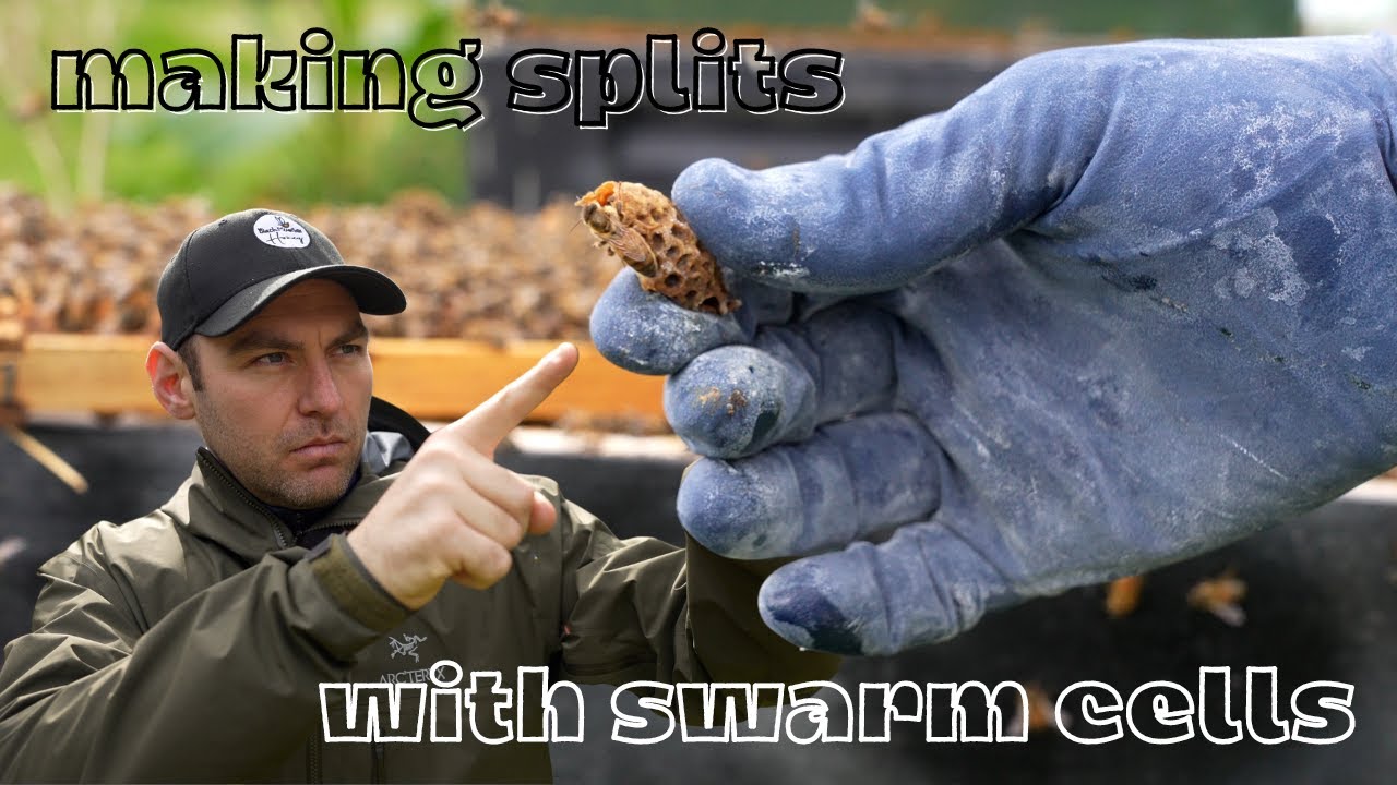 Making Splits With Swarm Cells - Simple Method For New Beekeepers