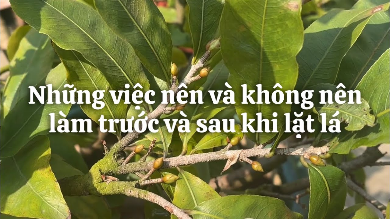 Những việc nên và không nên làm trước và sau lặt lá mai // 9-12 âl