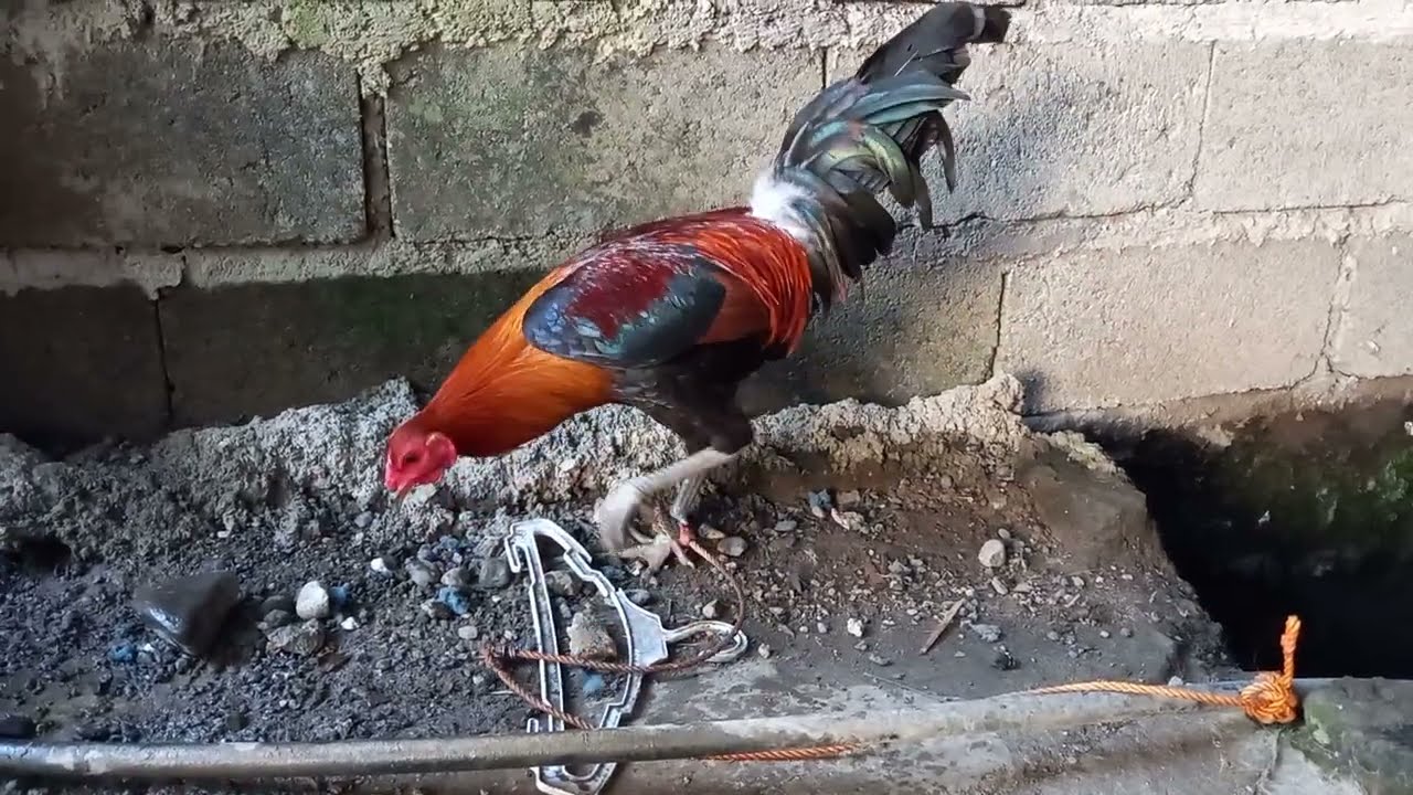 #chicken #hen #rooster #manok #jlcbackyard #youtubeshorts #shorts #breeder #backyardpoultryfarming