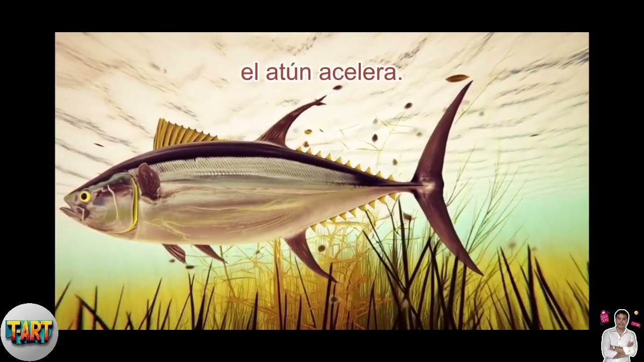 Por Qué El Atún Es Llamado El Guerrero De La Velocidad Del Océano