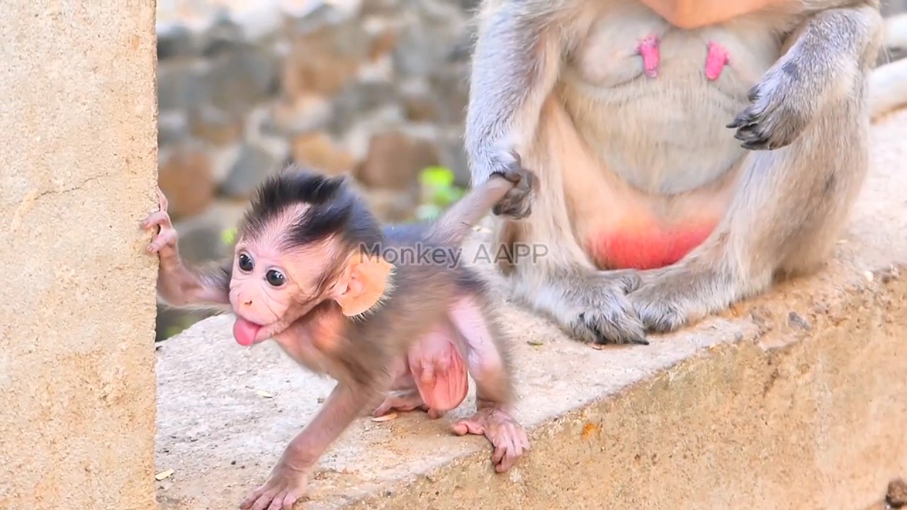 Live: baby Monkey ask mom to getting more milk.