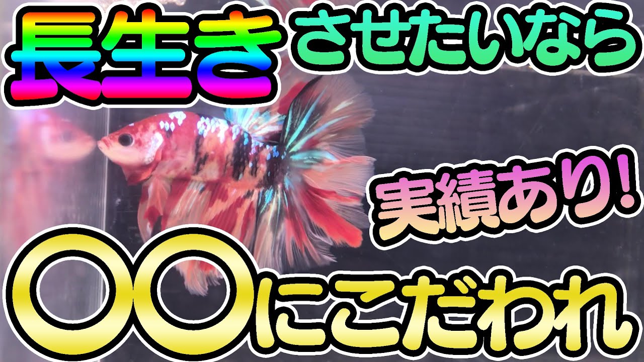 ベタは〇〇にこだわると長生きします【ベタ飼育】