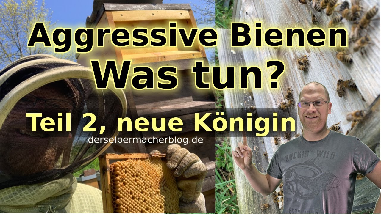 Neue Königin für aggressives Bienenvolk (F1 Königin, Königin zusetzen)