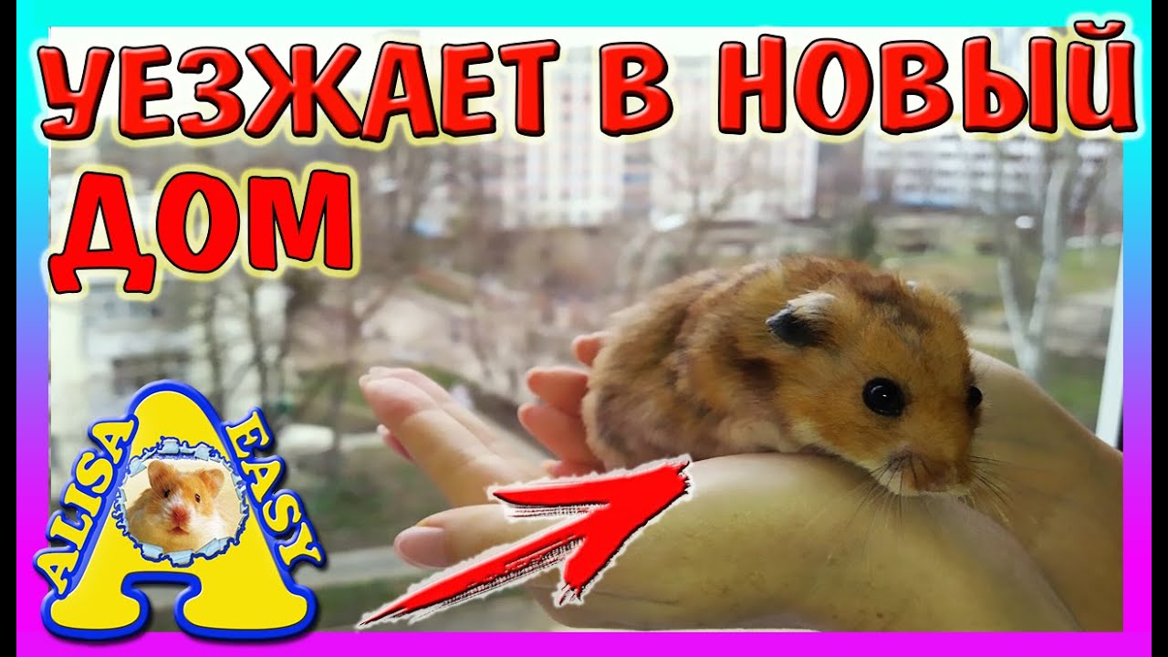 Хомяк с ПОМОЙКИ переезд в НОВЫЙ ДОМ / DIY - Как обустроить КОНТЕЙНЕР для хомки / Alisa Easy Pets