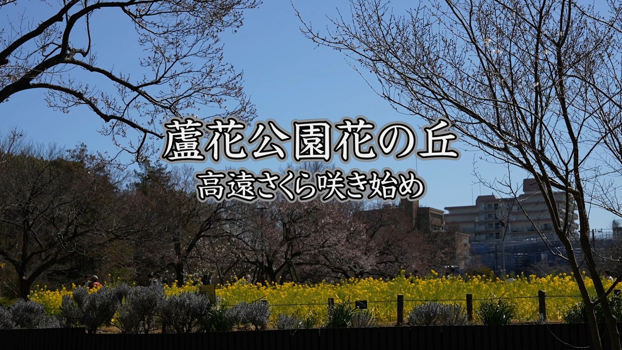 蘆花公園花の丘　菜花と高遠さくら