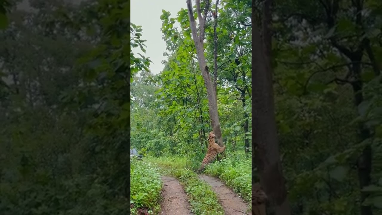 Tigers in Western Ghats Section