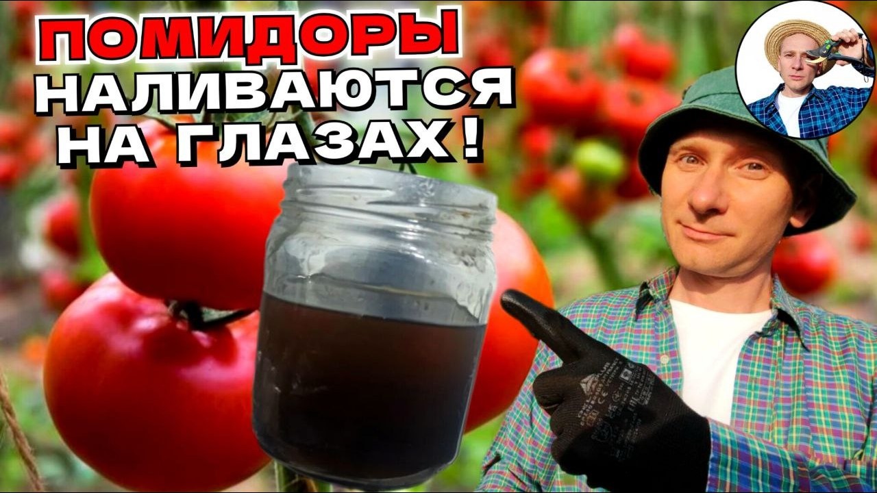 Гумат калия — как правильно развести подкормку, чтобы было эффективно