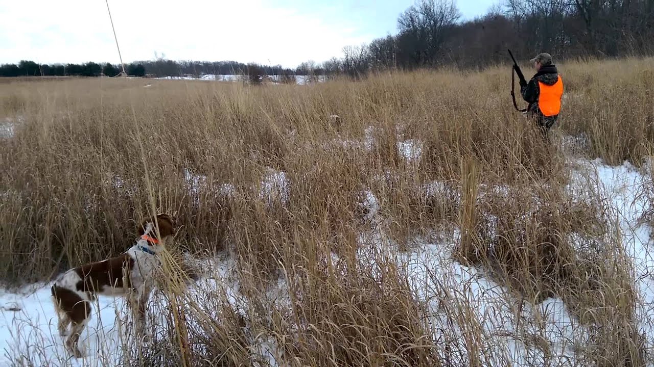Hunting Pheasants Over the Brittany Spaniel