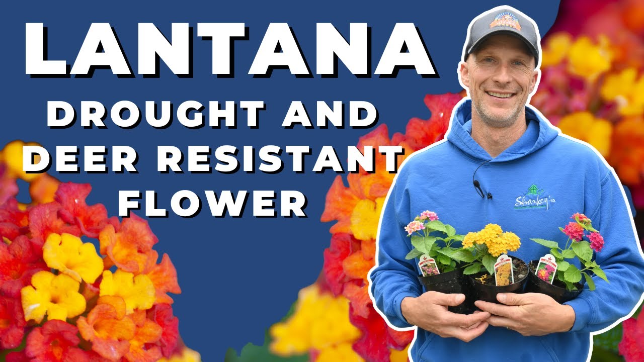 🌸 Lantana Care Tips | Deer-Resistant & Drought-Tolerant Flower for Your Garden 🌿
