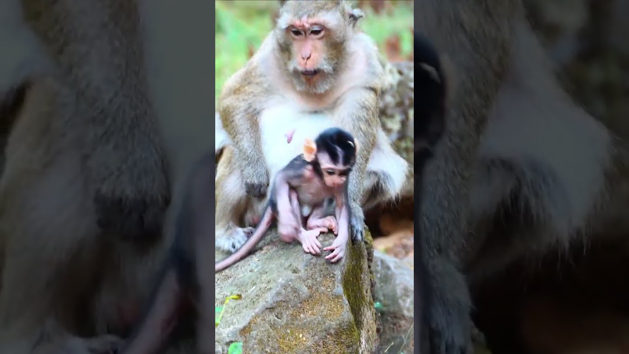 Adorable baby monkey Shiloh, Shiloh so happily