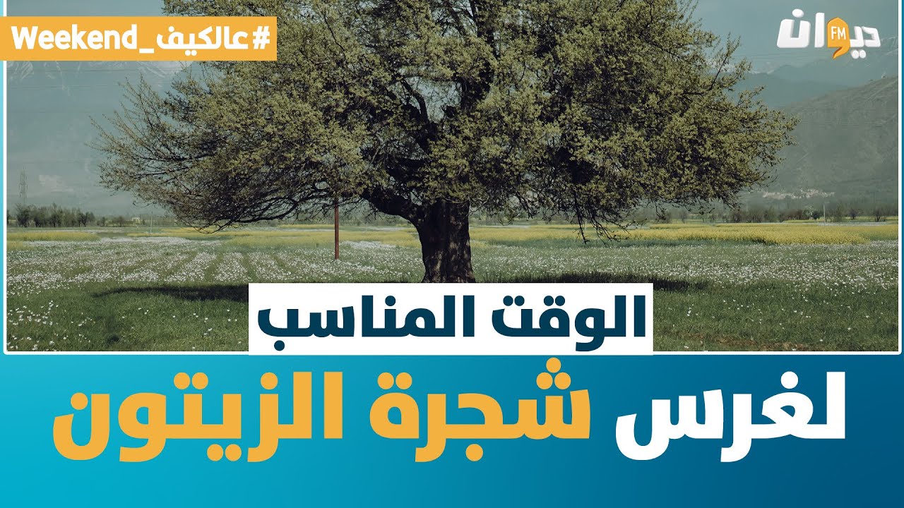 الوقت المناسب لغراسة شجرة الزيتون