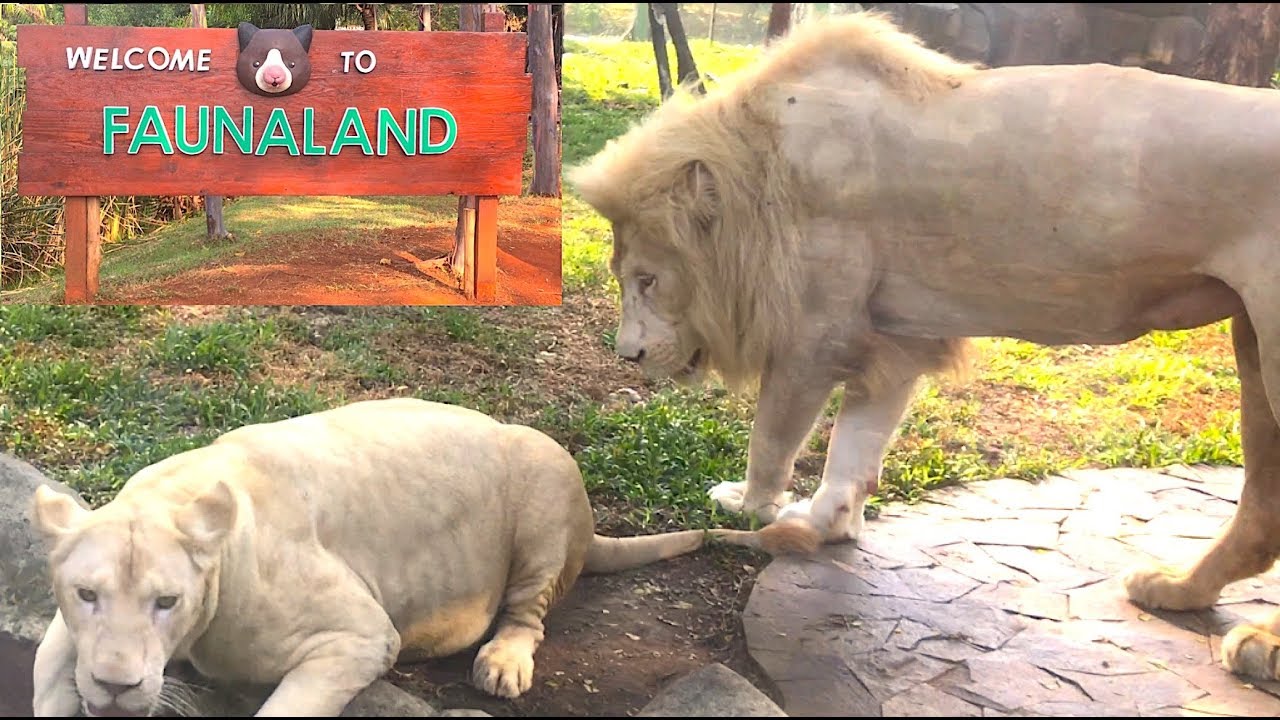 Kids Day Out to Fauna Land Zoo - Kids feeding Lions
