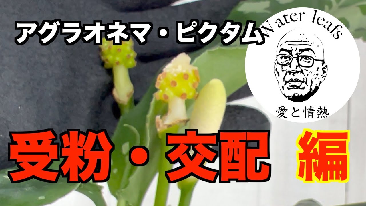 【アグラオネマ・ピクタム】受粉・交配編