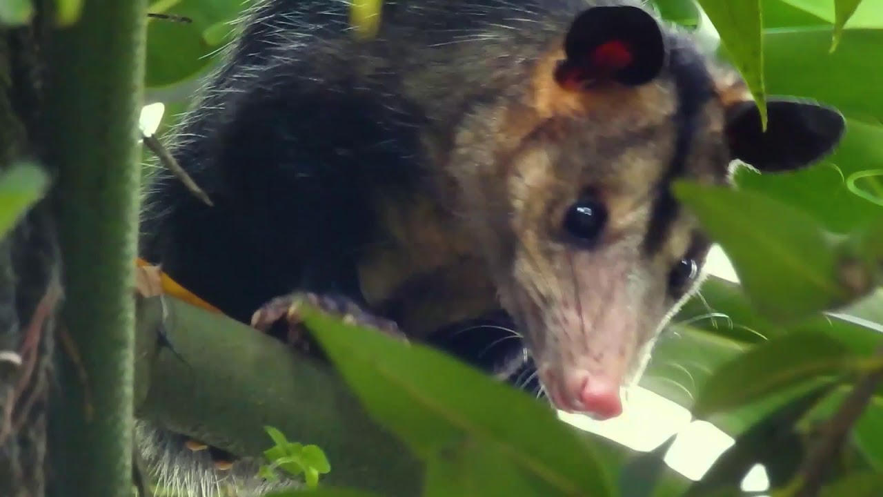 Didelphis marsupialis - Common Opossum - Zarigüeya Común.