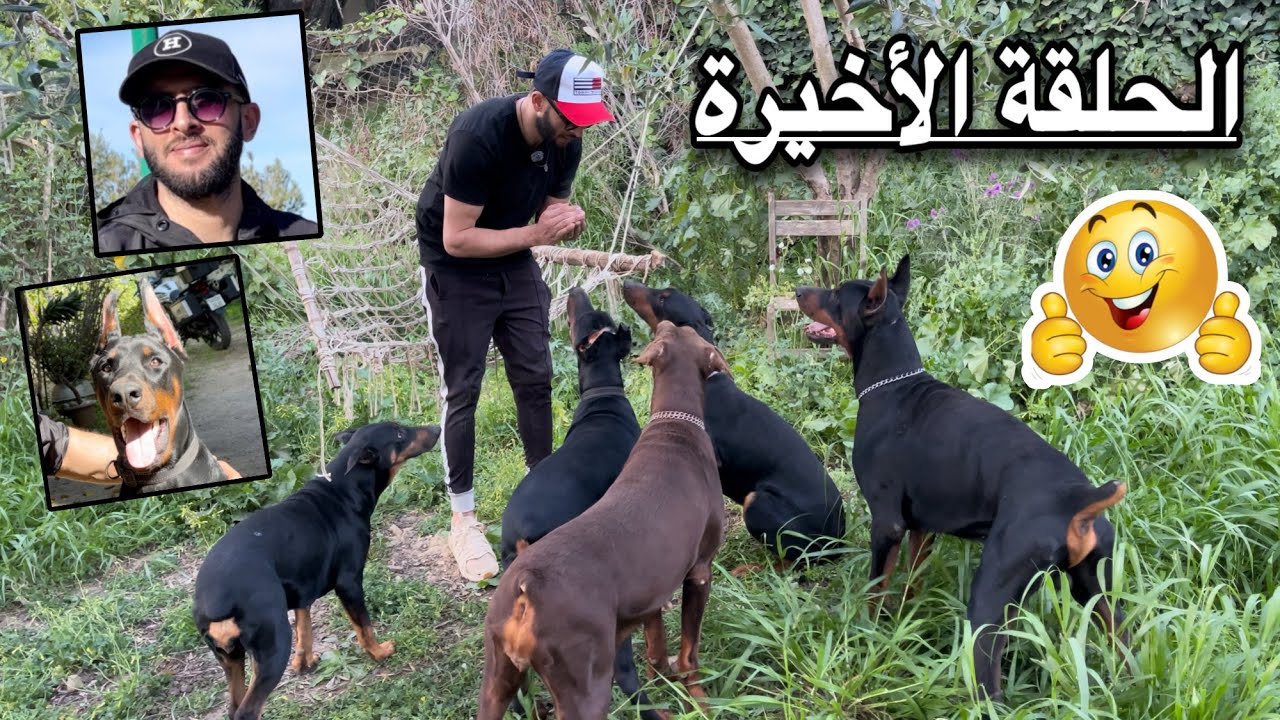 مزرعة الدوبرمان الأوربي الصغيرة مع المربي الجزائري جيمي هنا تعيش كلابي المدللة في الحلقة الأخيرة