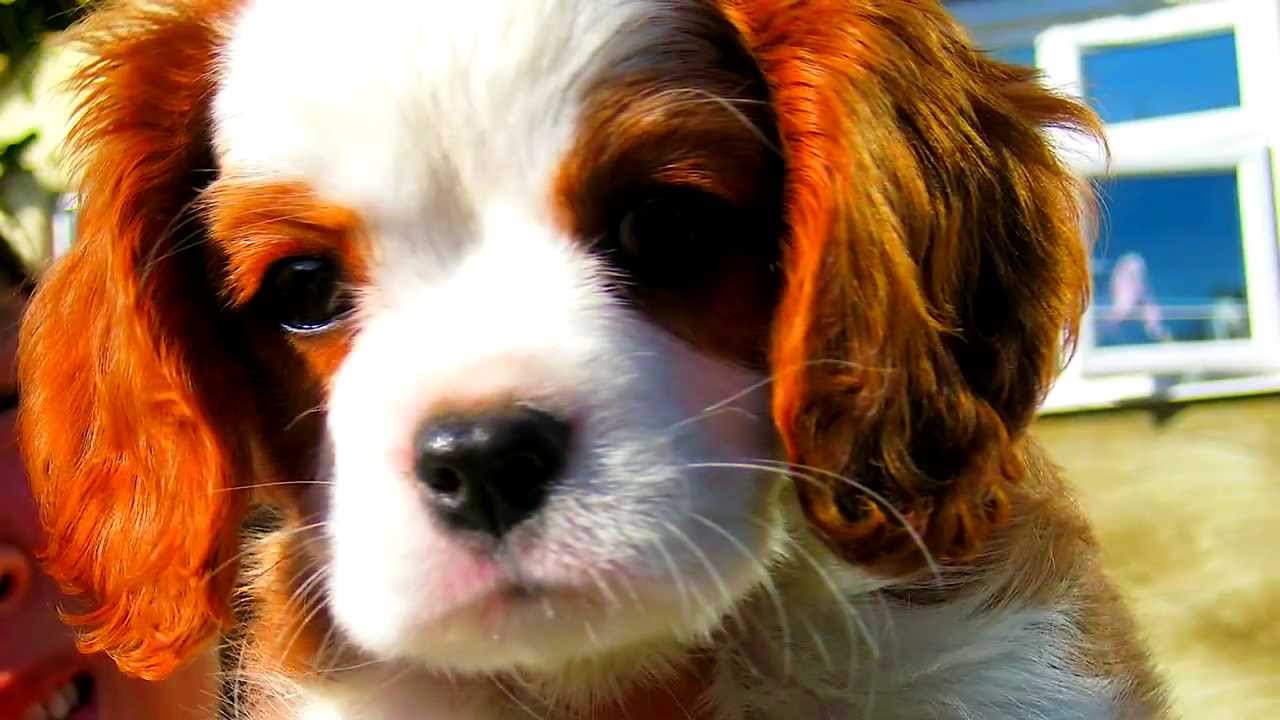 &hearts;TORO&hearts; the Cavalier Cutie 2