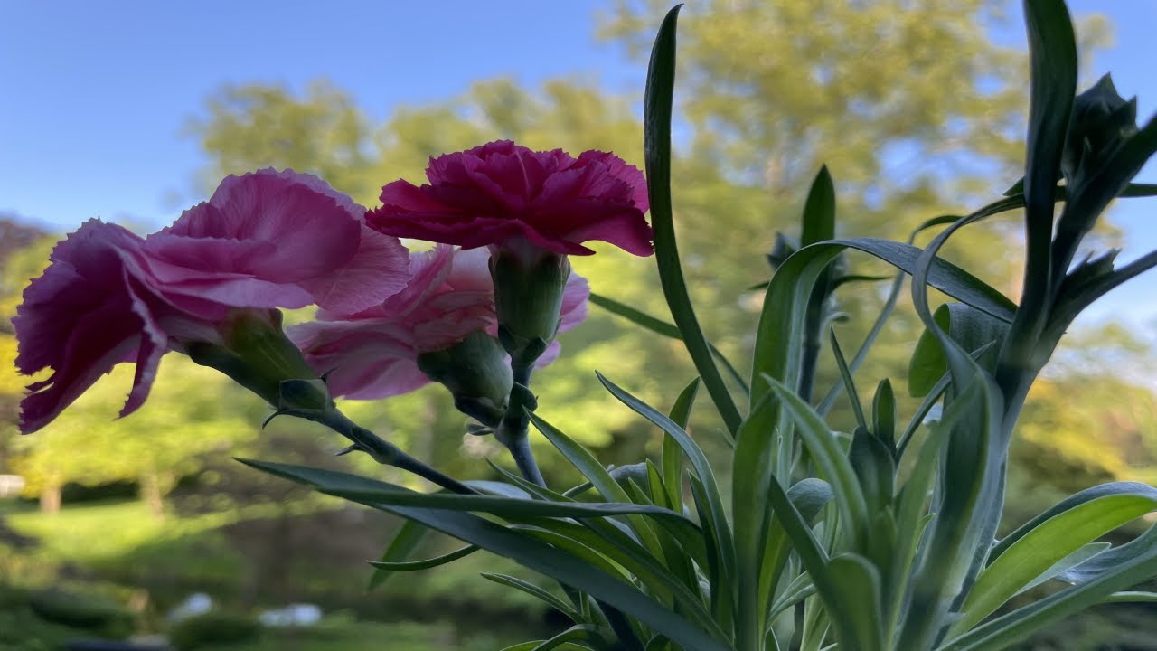 Dianthus Anjer stekken, propagation dianthus carnation