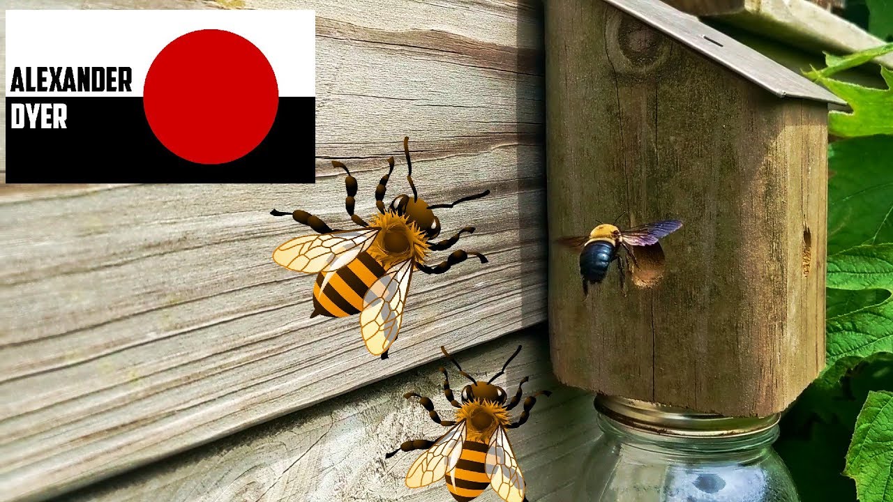 I Make A Carpenter Bee Trap