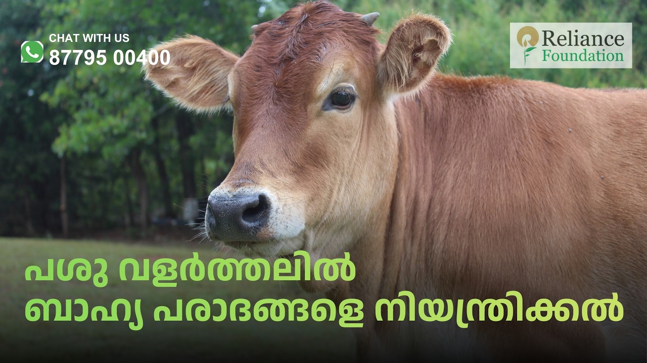 പശു വളർത്തലിൽ ബാഹ്യ പരാദങ്ങളെ നിയ്രന്തിക്കൽ | Pest management of ticks and mites in cattle