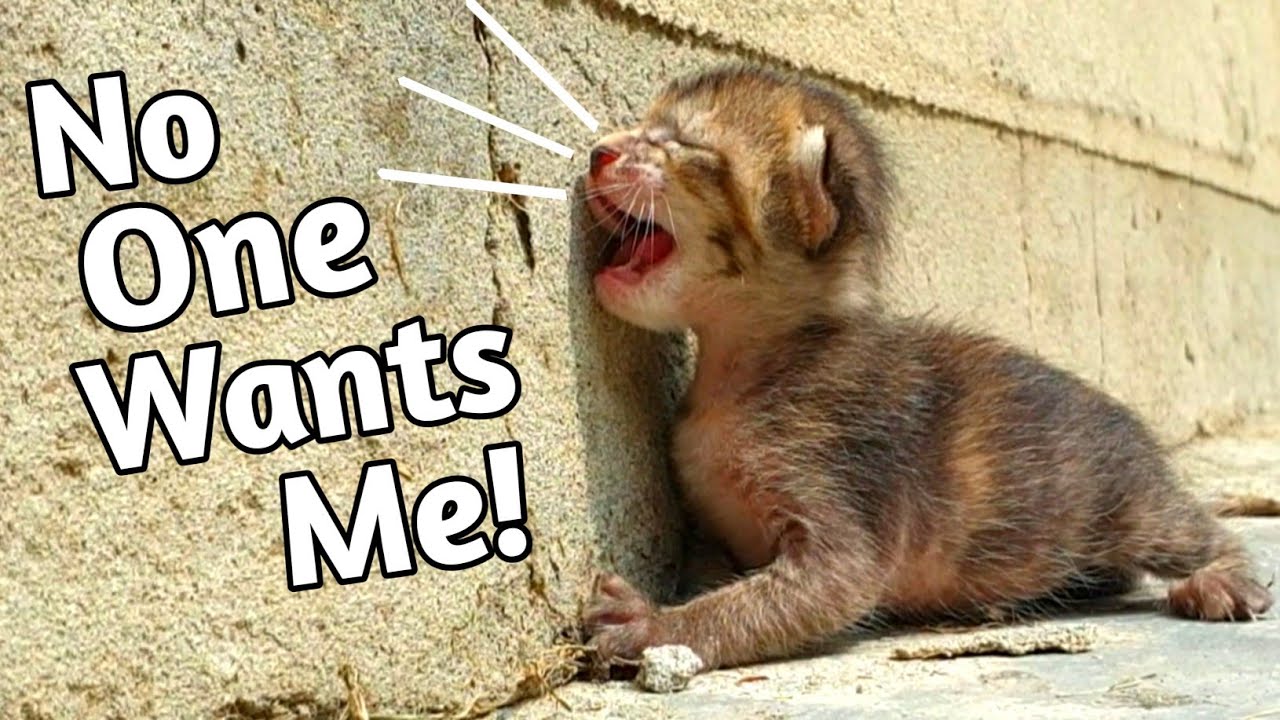 Trying to Save the Life of a Tiny Newborn Kitten and Give Them a Chance at Love 🐱💖🐾