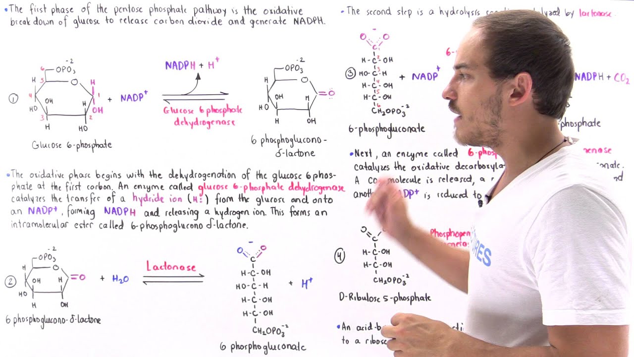 Oxidative Phase of Pentose Phosphate Pathway