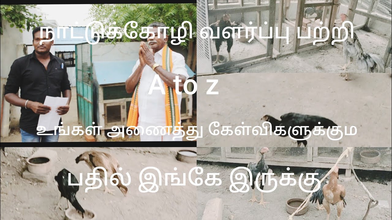 நாட்டுக்கோழி and சாதிக்கோழி வளர்ப்பு பற்றி A to Z தெரிந்துக்கொள்ள  ( part 2)