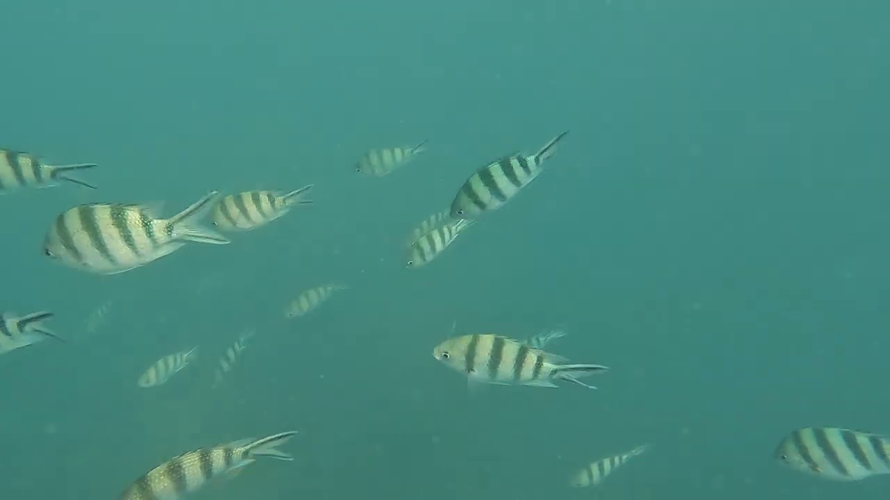 2026-02-02 Swim with fish (Sai Kaew beach)