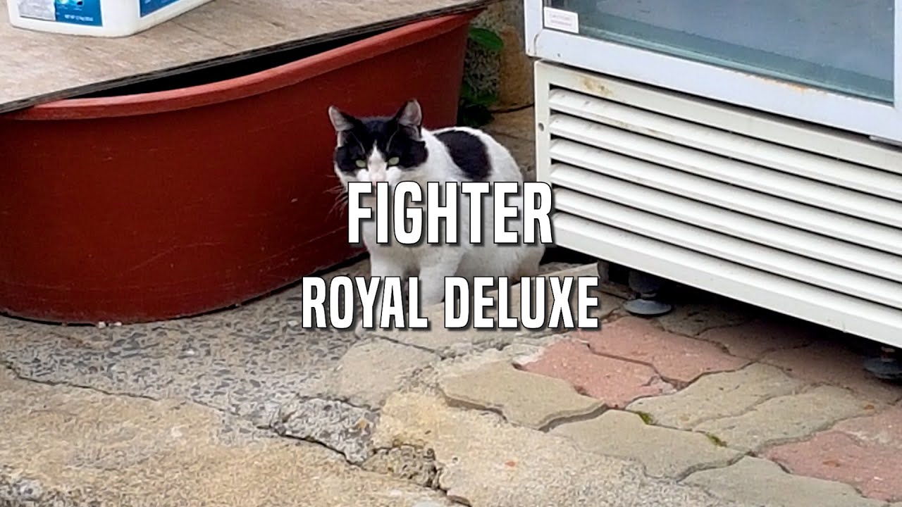 Royal Deluxe - Fighter Lyrics ver.