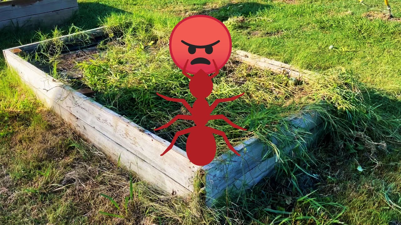 Raised Bed Rehab | Killing ANGRY Fire ants with a new DIY fire ant killer