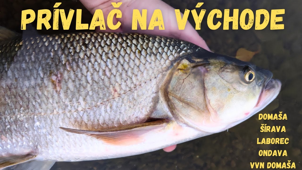 PRÍVLAČ 2025 🎣 aj na NUDAPLÁŽI! 🏖️ Tam to bralo najlepšie 🤣