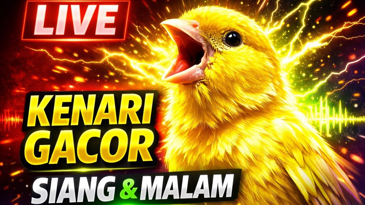 LIVE 🔴 Masteran Kenari Gacor Siang & Malam | Isian Panjang Bikin Kenari Ngalas & Rajin Bunyi