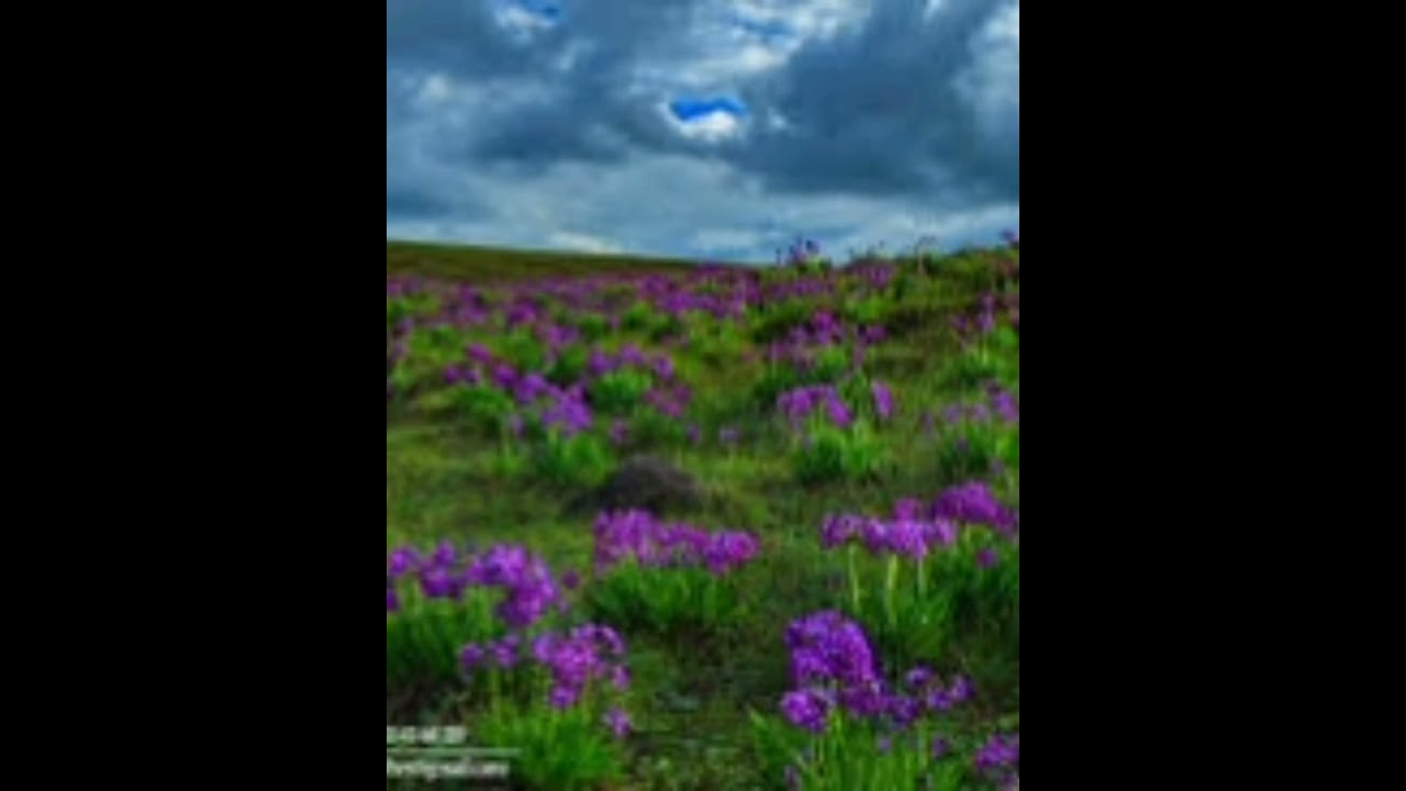 The world's highest plains Deosai plains