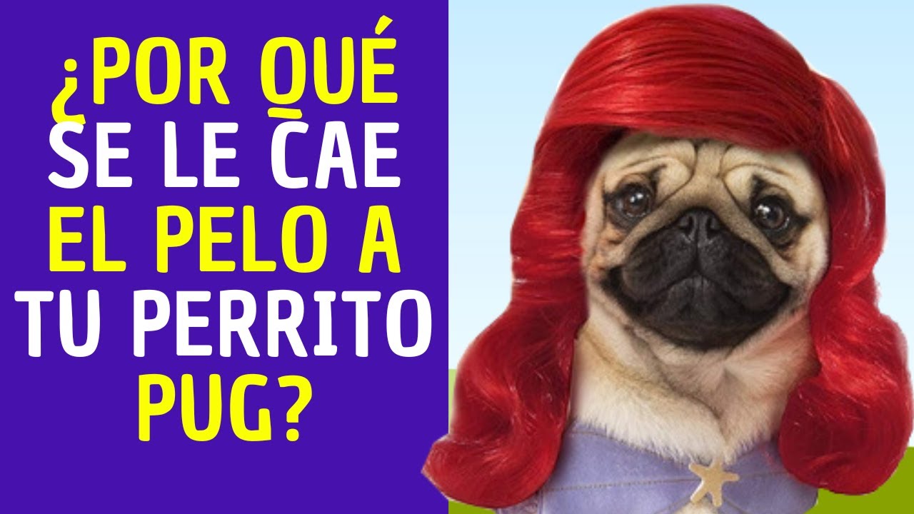 💖✅💥¿Porqué se le cae el pelo a tu perrito pug?