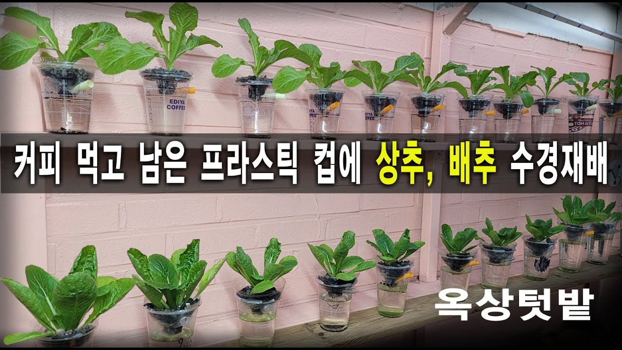 옥상텃밭 상추, 배추 수경재배 커피마시고 빈컵 재활용, 절대버리지마세요,