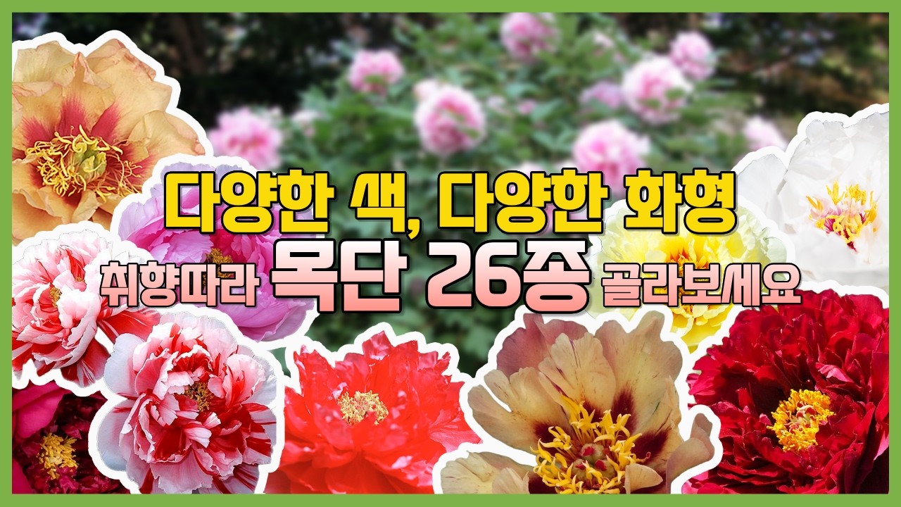 목단이 무려 26종 취향에 맞춰 골라보세요 2월 봄꽃나무 추천 부귀를 상징하고 봄을 알리는 꽃 중의 왕 모란 #가드닝 #나무심기 #정원꾸미기