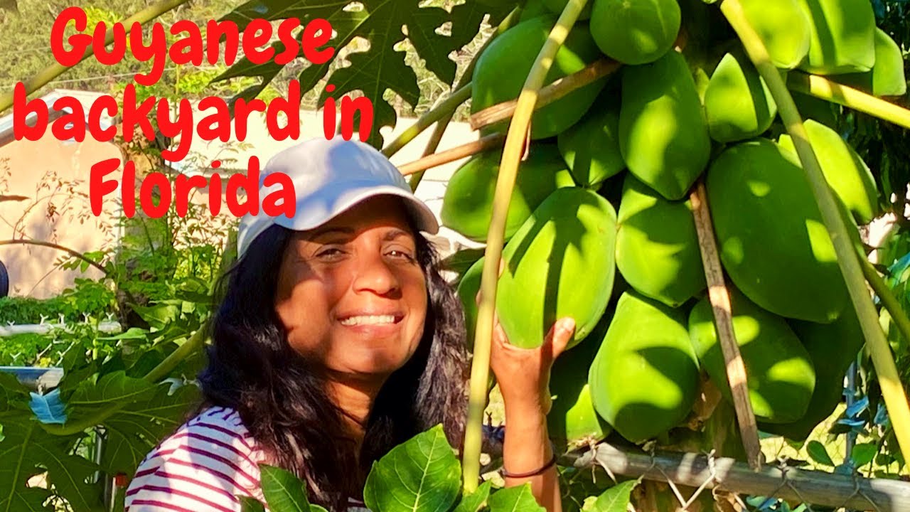 Guyanese Living in Florida. Backyard tour