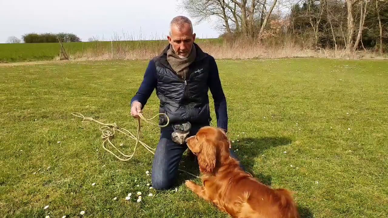 MIN HVALP DEN BIDER I onlinehund.dk 🐾